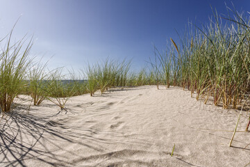 Strandhafer (Ammophila arenaria)