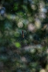 Spider on a web. State Of Goa. India