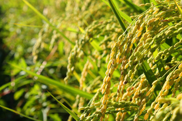 Close up to korea rice seeds in ear of paddy