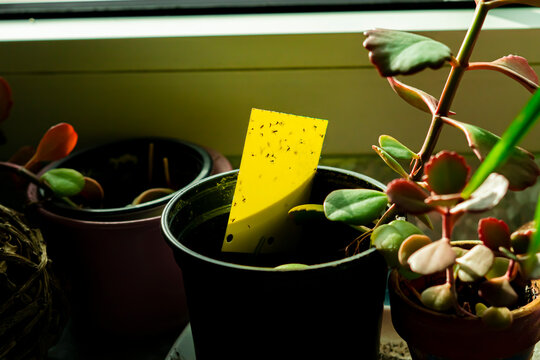 yellow sticky trap in a houseplant pot