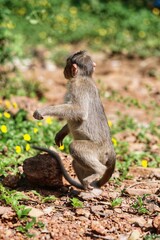 A monkey on two legs. State Of Goa. India
