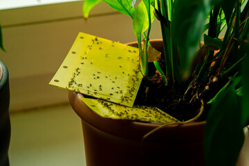 some dark-winged fungus gnats are stuck on a yellow sticky trap
