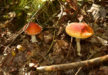Red mushroom amanita toxic, also called panther cap. False blusher amanita mushroom in the forest against the background of green vegetation