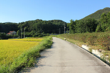 Fototapeta na wymiar autumn golden rice field and road in countryside.