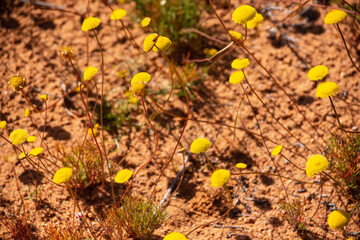 Yellow flowers growing on long stems in Namaqualand Folveolina dichotoma False Cotula