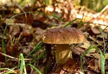 White mushroom in forest in autumn. Big boletus grows in the wildlife against the background of green moss. Porcini bolete mushrooms. Season for picked gourmet mushrooming.