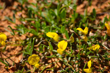 Small yellow pea like wildflowers growing in Namaqualand