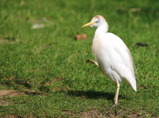 Cattle Egret standing on green grass