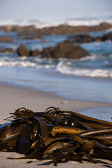 Washed up seaweed on the sand in the foreground with the ocean in the background