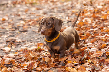 Miniature Dachshund in the Park