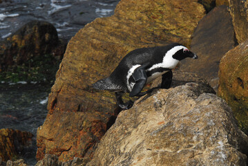 BIRDS- Africa- Close Up of a Penguin Climbing a Steep Cliff © Sherry