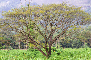 tree in the field. Tree with wide branches. Big lonely tree with wide branches. Isolated tree in the field.