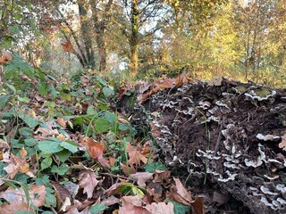 Funghi d'autunno a Basiglio - Parco Sud Milano