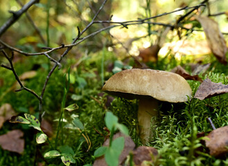 White mushroom in forest in autumn. Big boletus grows in the wildlife against the background of green moss. Porcini bolete mushrooms. Season for picked gourmet mushrooming.