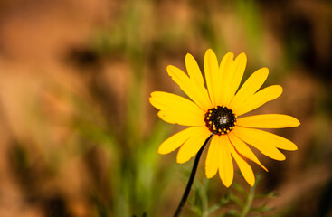 Yellow wildflower daisy close up with copy space on the left