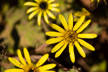 Yellow daisy wildflowers growing in the Cederberg seen from above