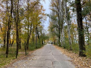 Fototapeta premium path in the park