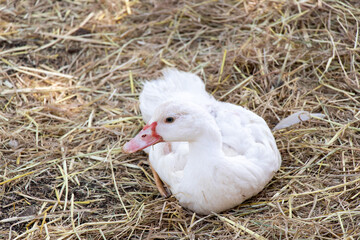 Lying down white duck on straw background