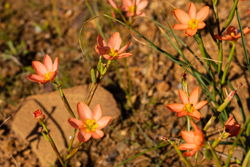 Moraea miniata group of wildflowers in Biedouw Valley