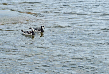 Barnacle geese (Branta leucopsis) in baltic sea