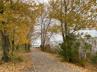 Naklejka premium path in autumn