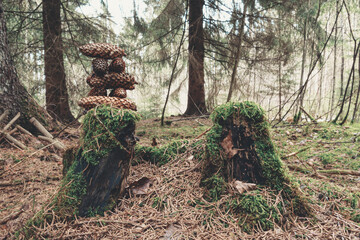 Obraz premium fir cones on tree stump overgrown with moss in coniferous Latvian forest 