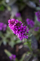 Broad-leaved marsh orchid (Dactylorhiza majalis) plant blooming 