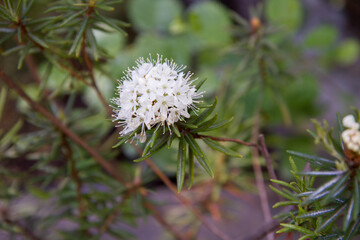 Marsh Labrador tea (Rhododendron tomentosum) plant blooming with white flowers