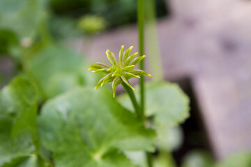 Marsh-marigold (Caltha palustris) blooming with yellow flowers