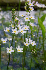European water-plantain (Alisma plantago-aquatica) plant blooming in a pond
