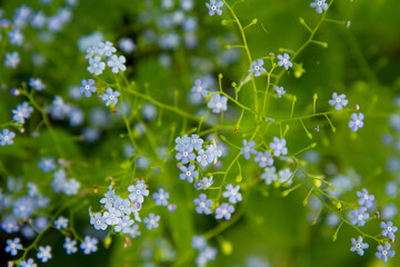Great forget-me-not (Brunnera macrophylla) plant blooming with blue flowers