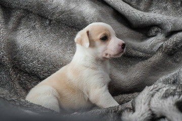 One month old puppy warm on a blanket