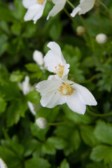 Snowdrop anemone (Anemonoides sylvestris) plant blooming with white flowers