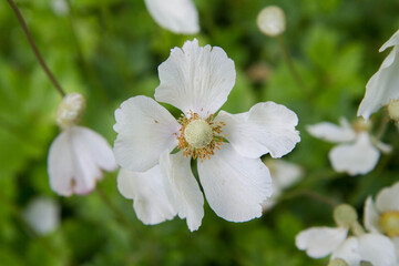 Snowdrop anemone (Anemonoides sylvestris) plant blooming with white flowers