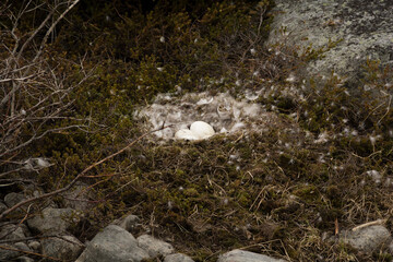 The nest of Canada geese