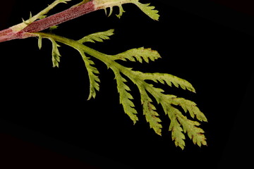 Yellow Chamomile (Cota tinctoria). Leaf Closeup