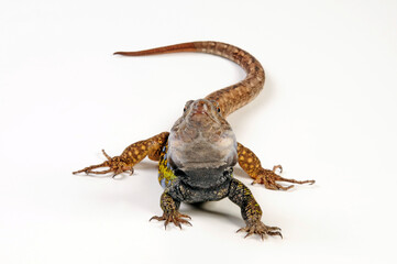 Gallot's lizard from Tenerife // Kanareneidechse (Gallotia galloti eisentrauti) von Teneriffa