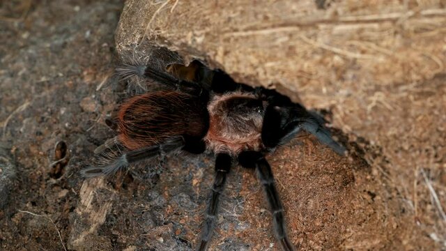 Tarantula spider Brachypelma vagans, family Theraphosidae. Predator, feeds on insects, frogs, small rodents ... Often kept as exotic pets