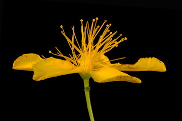 Perforate St. John's-Wort (Hypericum perforatum). Flower Closeup