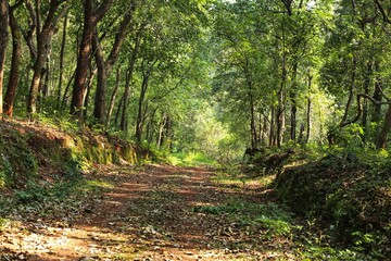 Road in the forest. State Of Goa. India