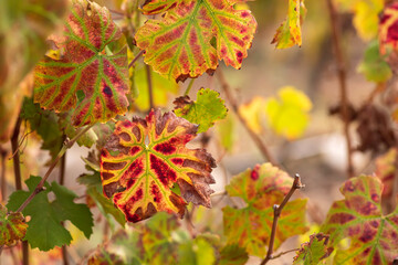 Multicolored grape leaves of autumn vineyard close up on blurred background