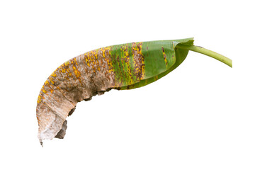 Dried banana leaves white backdrop