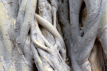 The surface of the roots of the Bodhi tree is crowded disorderly