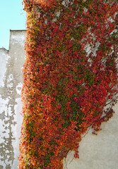 Red climbing plant on the wall