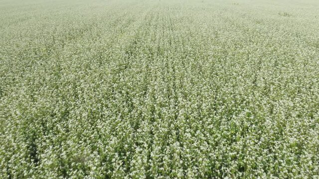 Aerial flying above stunning beautiful fields Europe with buckwheat blossom. Wonderful drone video for ecological concept.