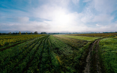 Fototapeta na wymiar A drone panoramic view of the stunning expanse of the Vosges foothills. Autumn vineyards in the morning fog.