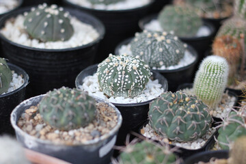 Group of cactus in a pot. Colorful of beautiful cactus or succulents in the pot pattern background. This plant used for decoration home, office, living room or garden.