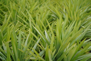 fresh growing green grass background