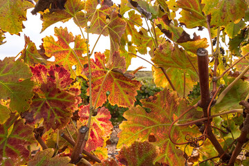 Multicolored grape leaves of autumn vineyard close up on blurred background. Israel
