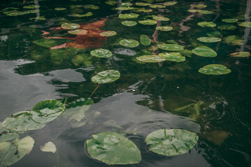 Obraz na płótnie Canvas lake with water lilies